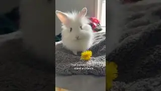 Funny Animal Videos I found on Instagram and Tiktok