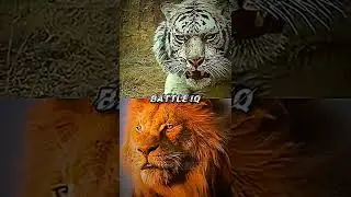 TIGER VS LION #shorts