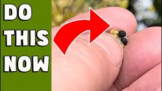 You will never buys seeds again after watching this video. (JULY/AUGUST/SEPTEMBER/OCTOBER JOB)