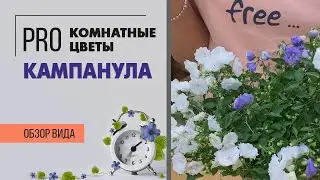 Кампанулы махровая | Растение Жених и невеста | Обзор нескольких сортов