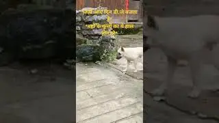 *जहाँ आए दिन डी.जे बजता है वहाँ के कुत्तों का ये हाल होता है*