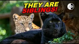 Black Panthers Explained: Are They A Different Species?