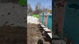 3 .04.24 первый массовый весенний облет, конец зимовки 🎉🎊