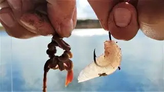 ЕМУ НУЖНО ТОЛЬКО МЯСО! Рыбалка в ОКТЯБРЕ на донную снасть!