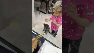 А вы сможете различить котят чаузи Торви? 😸