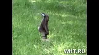 Приманка на хищника Hare Bawl Screamer 'Пищащий заяц'