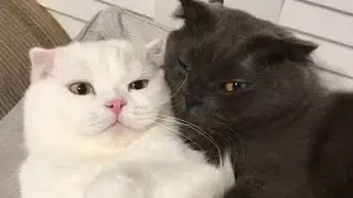 😂 Funniest Cats Videos 😺🐶 || 🥰😹 Hilarious Animal Compilation №652