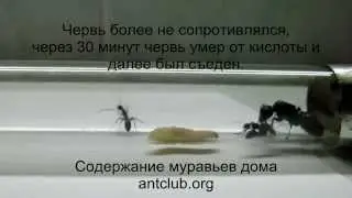 Vagus ants vs apple worm