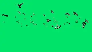 Flock birds flying green screen video no copyright | Bird green screen video