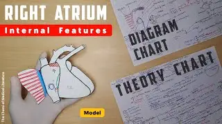 Right Atrium Anatomy (Interior) | Part 1 | Atrium Proper and Sinus Venarum | TCML