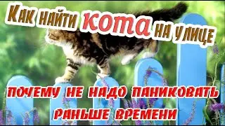 ➤ Как найти кота на улице и почему не надо паниковать раньше времени ➤ Потерялся кот