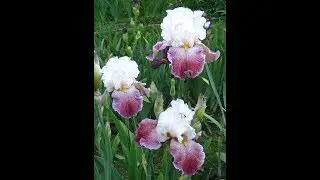 Лучшая мелодия для души...