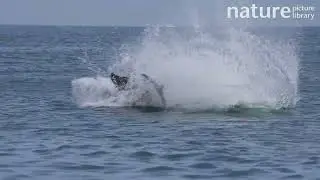 Atlantic bluefin tuna (Thunnus thynnus) hunting Atlantic saury (Scomberesox saurus), Devon, UK.