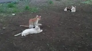 Котята-подростки брат и сестра дерутся