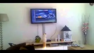 Cat Loves Car Racing