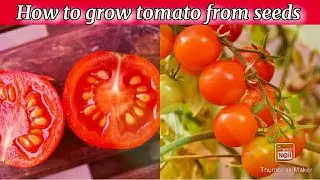 How to grow Tomato plant from seed at home / Easy Tomato plant growing method in 2020