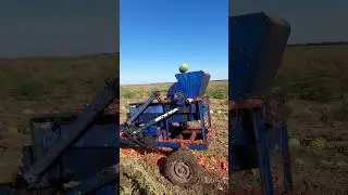 Бьем арбуз Каристан на семена. 2024 год