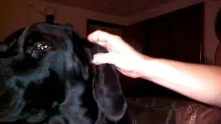 Black Lab Abby enjoying a ear rub