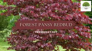 Forest Pansy Redbud - TN Nursery