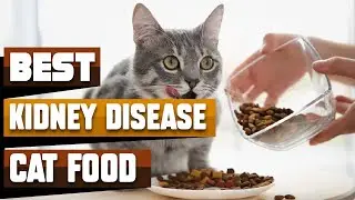 Best Cat Food for Kidney Disease In 2024 - Top 10 Cat Food for Kidney Diseases Review