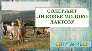 КОЗЬЕ МОЛОКО СОДЕРЖИТ ЛАКТОЗУ  ЛАКТОЗНАЯ НЕПЕРЕНОСИМОСТЬ И КОЗЬЕ МОЛОКО (козье молоко или коровье)