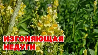 ВСТРЕТИШЬ НЕ ПРОХОДИ МИМО  ЛУГОВОЙ ЛЬВИНЫЙ ЗЕВ  ОТ ЗАПОРА ОТ ГЛИСТОВ @natureMarusya