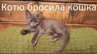 Как спасти брошенного, новорожденного котенка.