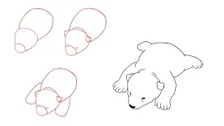 How to Draw a Cute Polar Bear Cub