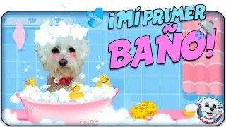 Mí Primer BAÑO en El Salón de BELLEZA para PERROS! 🐶🚿 Anima Dogs