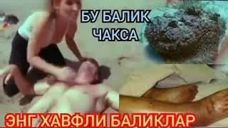 Билиб олинг/ энг хавфли баликлар 