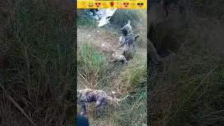 Dog | Baby Puppy Friendship 🐕💞🐕 |Tere jaisa Yaar Kahan 