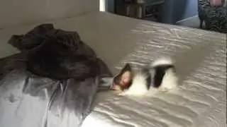 Papillon Puppy goes crazy over cat