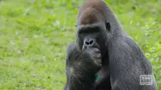 Gorilla Egg Hunts at Zoo Atlanta