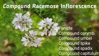 Compound Racemose Inflorescence.#compoundracemose,#panicle,#compoundumbel,# spikeofspukelets.