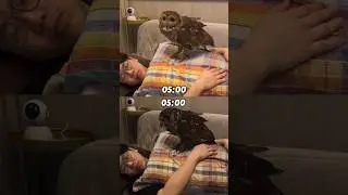 Kalian lebih suka yang mana?🦉❤️❤️‍🩹#cute#animals #funny #pets #videolucu #funnyanimals