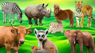 Animals Sound Effects: Tiger, Lion, Dog, Cat, Cow, Goat, Elephant, and More! p139