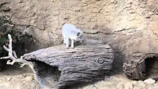 Arctic Fox at Denver Zoo Free Day