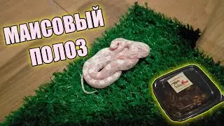 ПОКУПКИ С РЕПТИЛИУМА 2020 МОСКВА / МАИСОВЫЙ ПОЛОЗ