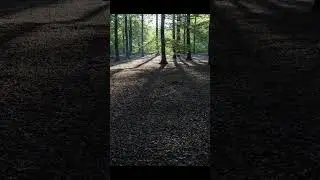 Woodland Morning Sunrise Timelapse