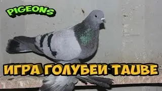 ИГРА ГОЛУБЕИ / ГОЛУБИ / PIGEONS / TAUBE