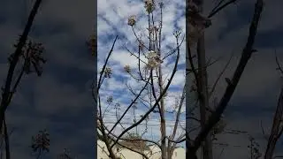павловния зацвела 1 раз