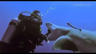 Shark bites camera