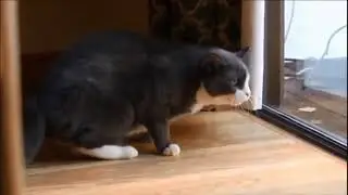 Wildcat Scares House Cat !!! Hilarious !!!