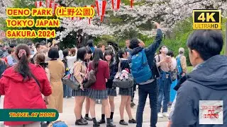 4k hdr japan travel 2024 | Cherry blossoms in Ueno Park（上野公園）Tokyo  |  Best sakura viewing place