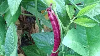 Red Ripper Peas ~~What  Are They?