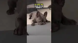 This Pug was Sad because he couldn't rest his Head on his owners feet 😢💔