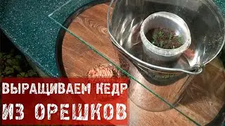 Кедр / Как вырастить кедр из орешков