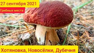 Грибные места в Киевской области грибні місця в Київській області Хотяновка Новоселки Низшая дубечня