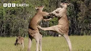 3 Hours of the Greatest Fights in the Animal Kingdom | BBC Earth