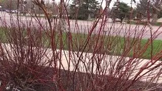 Pruning Redtwig Dogwood